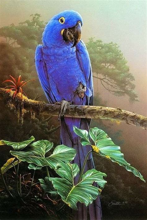 Pin By Jo O Andrade On Belezas Da Natureza Parrots Art Bird