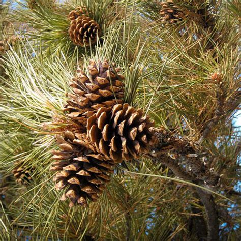 Buy Affordable Ponderosa Pine Trees At Our Online Nursery Arbor Day