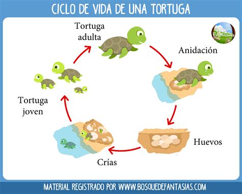 Os Seres Vivos Apresentam Diferentes Ciclos De Vida