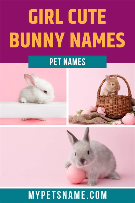 Bunny Names The 300 Best Rabbit Names Bechewy Atelier Yuwa Ciao Jp