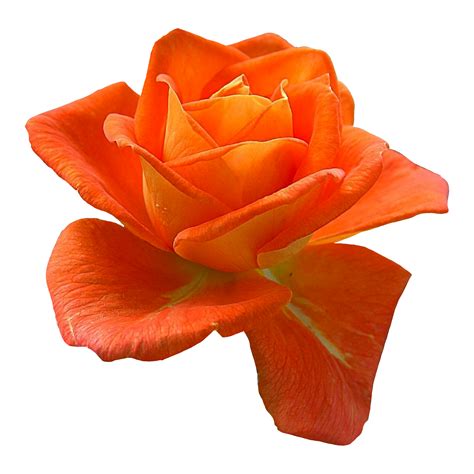 Belle Fleur Rose De Couleur Orange Png