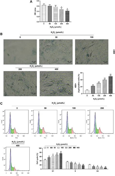 Proliferation And Cell Cycle G1 S Transition Of HUVECs Were Inhibited