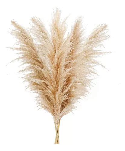 Capim Dos Pampas Decoração Plumas Natural Seco 4 Hastes MercadoLivre