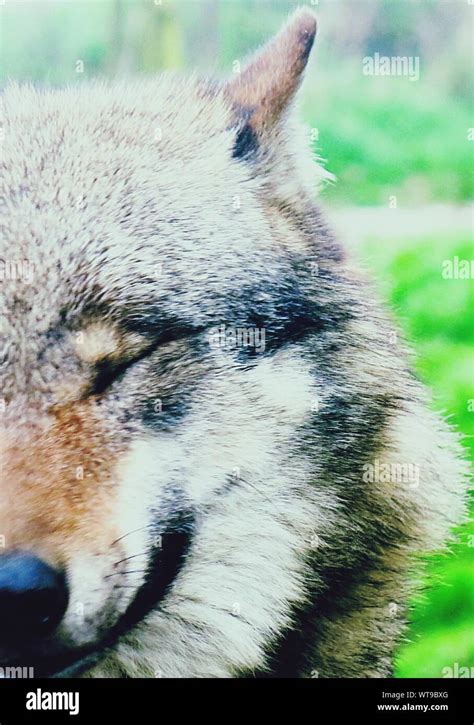 Wolf nose close up hi-res stock photography and images - Alamy