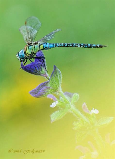 Blue Dragonfly On A Purple Flower Dragonfly Dreams Blue Dragonfly