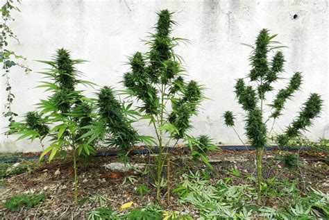 Best Tips For Outdoor Growing