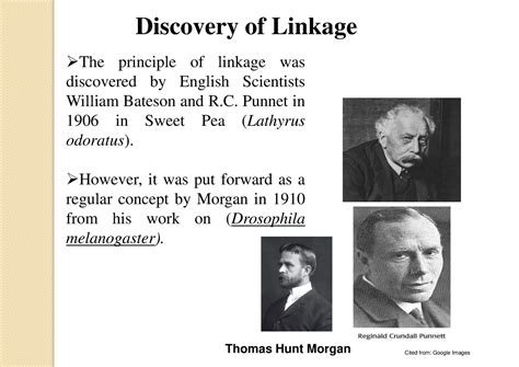 Gene Linkage And Crossing Over Discovery Of Linkage The Principle Of