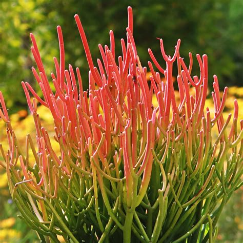 Buy Pencil Cactus Euphorbia Tirucalli Firesticks Care And Growing