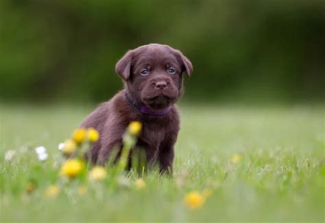 Brown labrador retriever puppy — Stock Photo © Bigandt #91963552