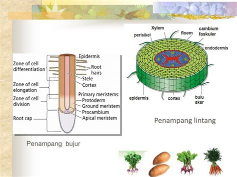 Ppt Struktur Dan Fungsi Tubuh Tumbuhan Structure And Function Of