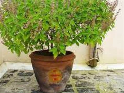 Vastu Shashra Tulsi Durva Grows Around Maam Laxmi Will Happy On You