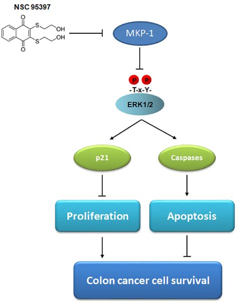 Ijms Free Full Text Nsc 95397 Suppresses Proliferation And Induces