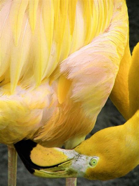 Yellow Flamingo What Has He Been Eating Flamingos Get Their Color