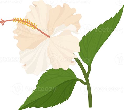 White Hibiscus Flower Hand Drawn Illustration 10172276 Png