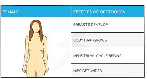 Sexual Hormones In Humans Cie Igcse Biology Revision Notes 2023