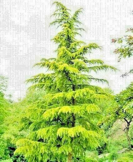 Cedrus Deodara Aurea Walmart