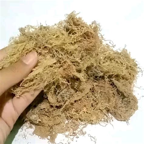 Rumput Laut Gracilaria 100g Lazada Indonesia