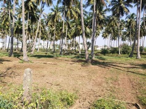 Agriculture / Farm land for sale in Usilampatti Madurai - 24200 Sq. Yard.