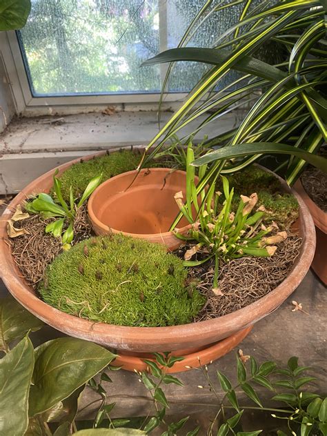 A Whole Bog Bowl Being Sold At An Armstrong I Went To Check Out R