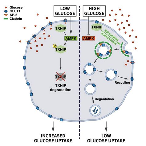 Regulation Of Glucose Transporter Endocytosis By Nutrient Stress Under