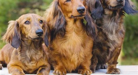 Long Haired Dachshund: Graceful, Affectionate, and Adorable Companions ...