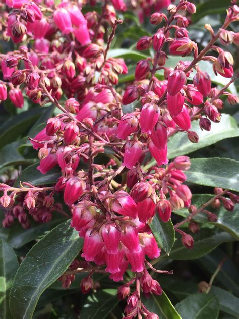 Pieris Japonica ‘passion’ Japanese Andromeda 3 Gallon Non Native Catskill Native Nursery