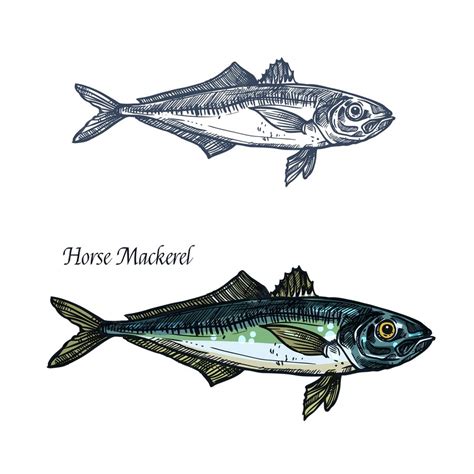 Premium Vector Horse Mackerel Fish Vector Isolated Sketch Icon