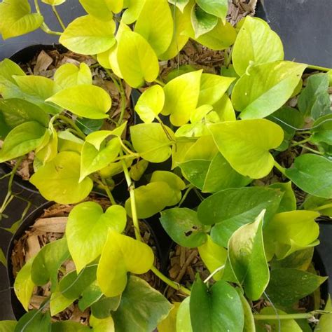 Jual Epipremnum Aureum Neon Pothos Sirih Gading Kuning Shopee