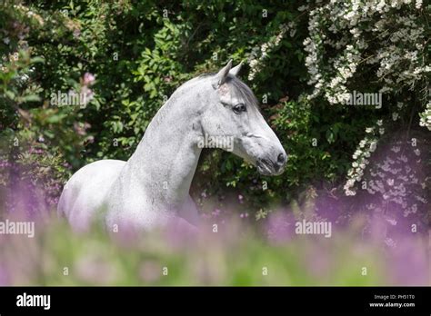 Pferd Stehend Auf Einer Blumenwiese Fotos Und Bildmaterial In Hoher