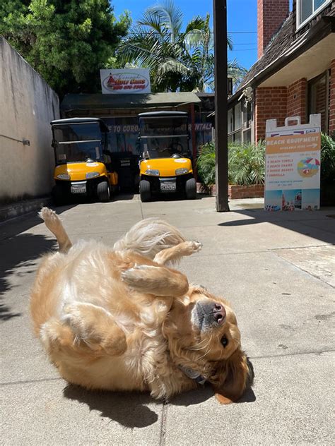 Pet Friendly Coronado Island, California | Coronado Golf Carts