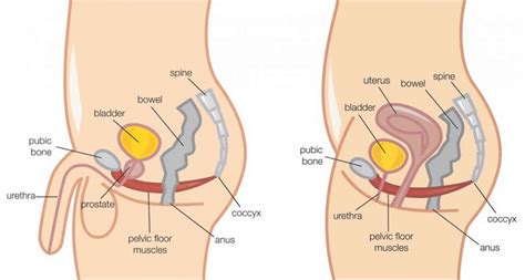 Bladder Retraining Program Bladder Retraining Exercises And Techniques