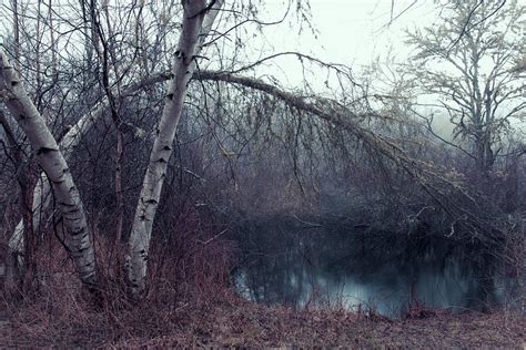 Bending Birch Photograph By Andrew Pacheco Fine Art America