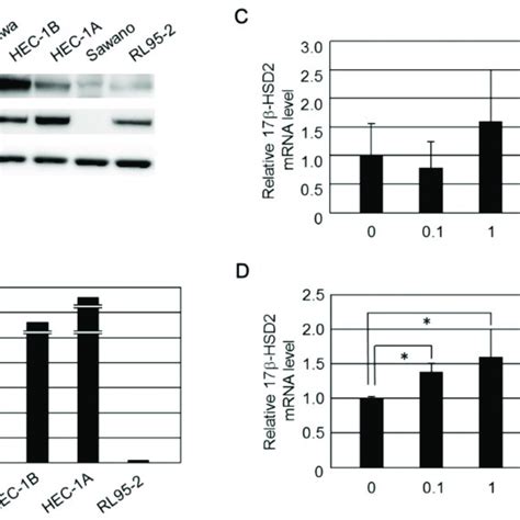 A Expression Of Erα And Ar Proteins In Endometrial Cancer Cell Lines