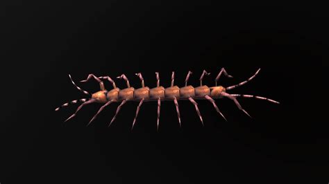 Low Poly Animated Centipede 3d Model By Madecg