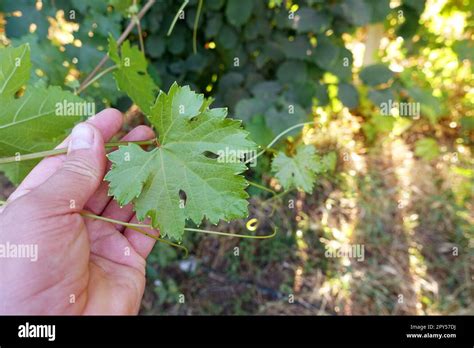 grape vine shoots and leaves,grape leaves,fresh vine leaves Stock Photo - Alamy