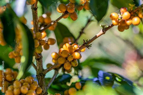 Yellow Bourbon Arabica Coffee Berries With Agriculturist Hands Robusta