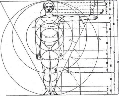 Fibonacci Sequence Human Body