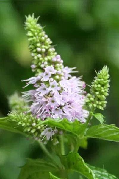 Мята садовая или колосистая: фото, полезные свойства декоративной ...