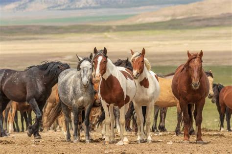 Groups Of Horses: Understanding Herd Dynamics