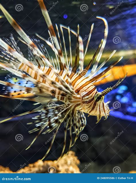 Lion Fish on the Aquarium Tank Stock Photo - Image of beautiful ...