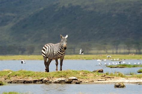 Lake Nakuru National Park Tagesausflug Getyourguide