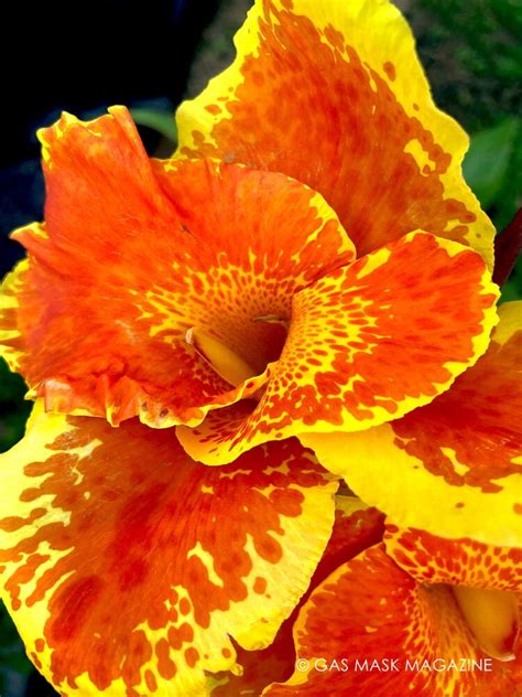 King Humbert Canna Lily Live Plant Rhizome Orange Yellow Blooms