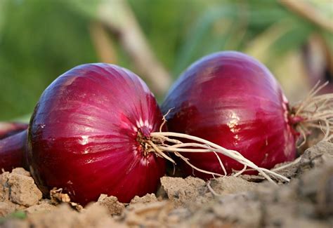 Manfaat Konsumsi Bawang Merah Mentah Bagi Kesehatan Tubuh Mantra Sukabumi