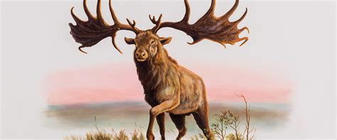 Elk | Yukon Beringia Interpretive Centre