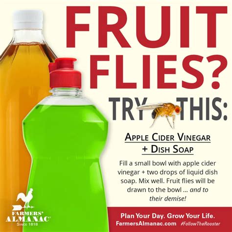 How To Get Rid Of Fruit Flies Diy Fly Traps Farmers Almanac