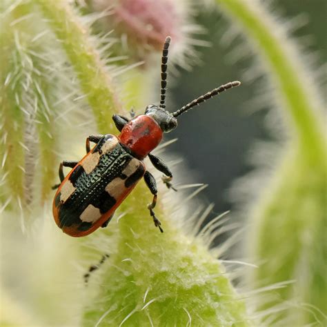 Asparagus beetle (Asparagus beetle)