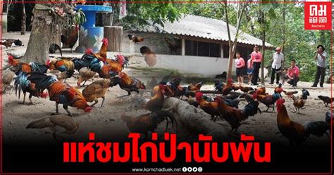 ตื่นตา ไก่ป่าแสนเชื่อง นับพันออกมาอวดโฉมให้นักท่องเที่ยวดูแบบใกล้ชิด คมชัดลึก