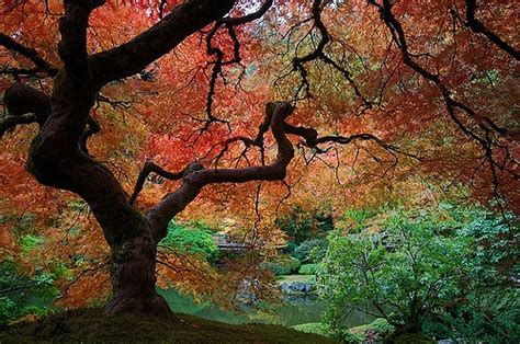 Acer japonicum (Fullmoon Maple, Peacock maple) | North Carolina ...