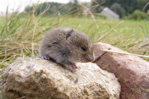 Signs you may have a vole infestation - Best Pest Control, Casper, Wyoming