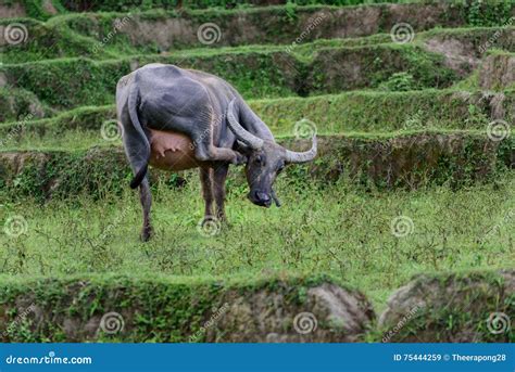 The Female Buffalo Are Raised Legs Scratching Heads Stock Image